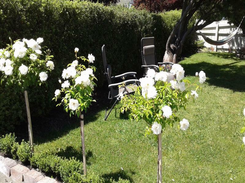 Coeden Cottage Blenheim Dış mekan fotoğraf