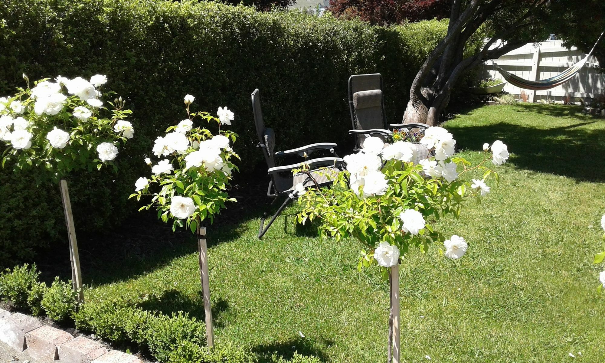 Coeden Cottage Blenheim Dış mekan fotoğraf